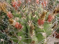 Neoporteria (Neochilenia) paucicostata (1).jpg